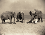 Elephants playing cricket.png